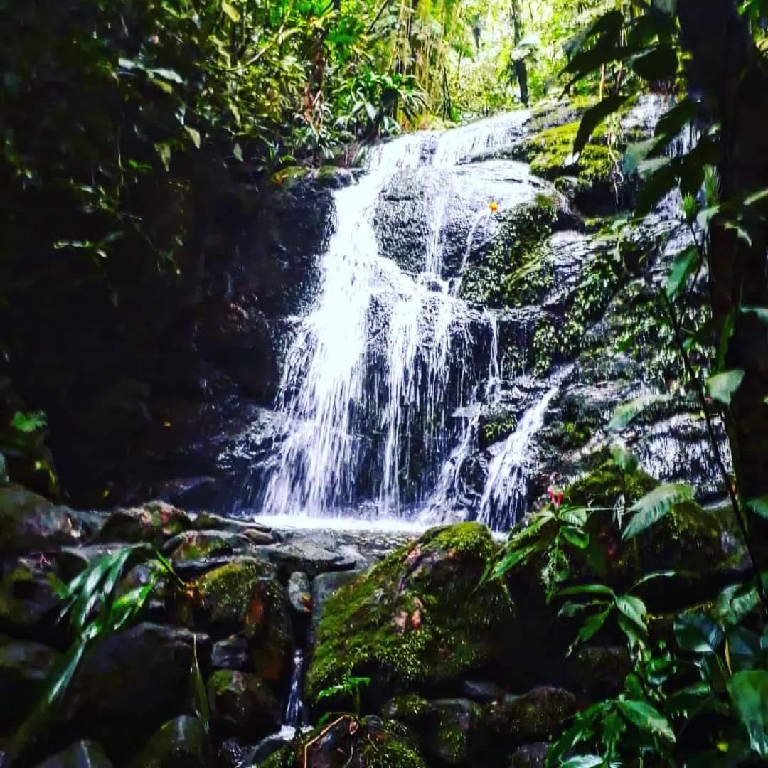 Trilha da Cachoeira Escondida Paranapiacaba